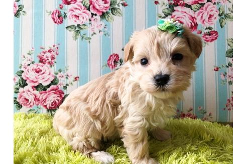 成約済の秋田県のマルプー:マルチーズ×トイプードル-80866の2枚目