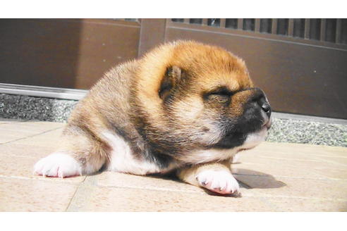 成約済の福岡県の豆柴-82705の12枚目