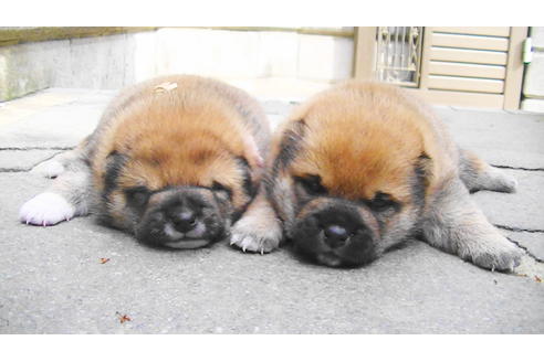 成約済の福岡県の豆柴-82705の11枚目