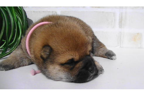 成約済の福岡県の豆柴-82707の17枚目