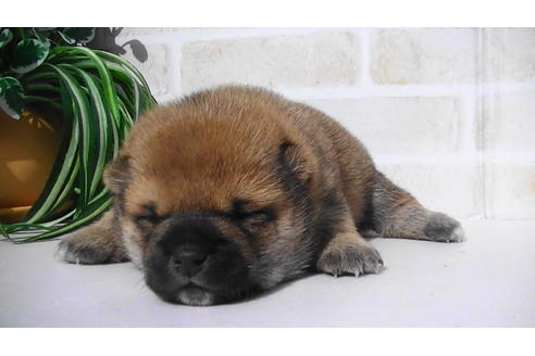 成約済の福岡県の豆柴-82707の16枚目