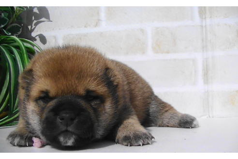 成約済の福岡県の豆柴-82707の15枚目