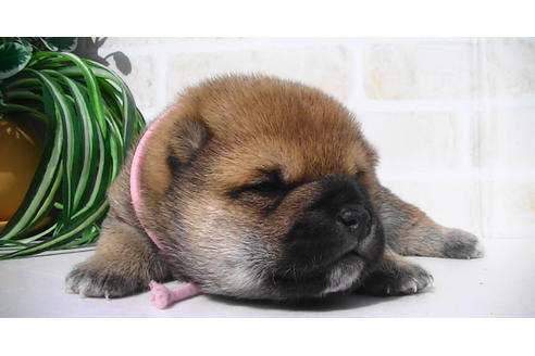 成約済の福岡県の豆柴-82707の14枚目