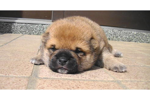 成約済の福岡県の豆柴-82707の13枚目