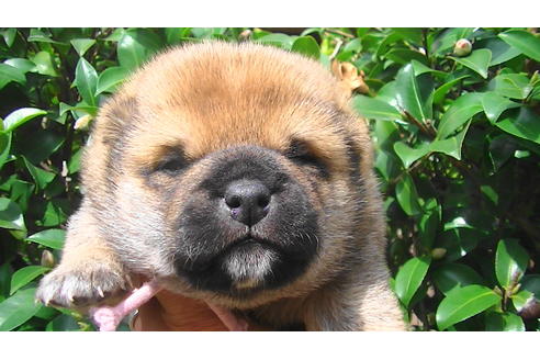 成約済の福岡県の豆柴-82707の12枚目