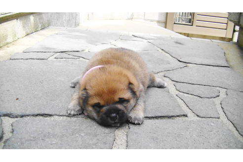 成約済の福岡県の豆柴-82707の11枚目