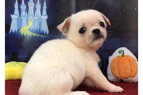 成約済の香川県のミックス犬-82194の3枚目