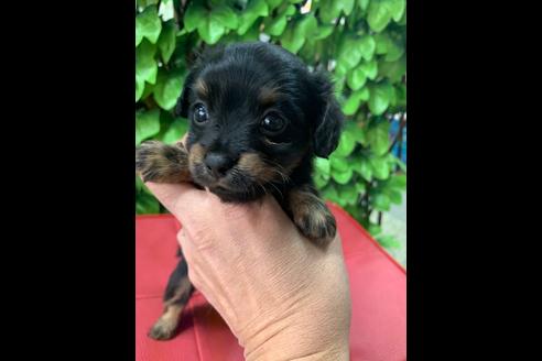 成約済の京都府のチワックス:チワワ×ミニチュアダックスフンド-83497の1枚目