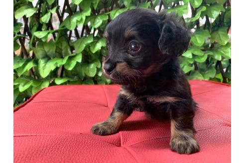 成約済の京都府のチワックス:チワワ×ミニチュアダックスフンド-83497の5枚目