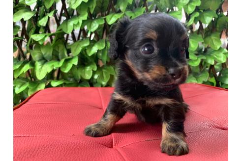 成約済の京都府のチワックス:チワワ×ミニチュアダックスフンド-83497の4枚目