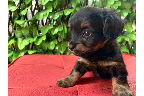 成約済の京都府のチワックス:チワワ×ミニチュアダックスフンド-83497の3枚目