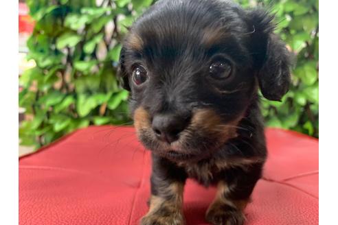 成約済の京都府のチワックス:チワワ×ミニチュアダックスフンド-83497の2枚目