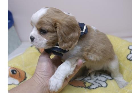 成約済の埼玉県のキャバリアキングチャールズスパニエル-82732の8枚目