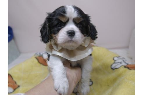 成約済の埼玉県のキャバリアキングチャールズスパニエル-82733の10枚目