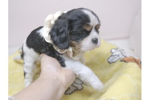 成約済の埼玉県のキャバリアキングチャールズスパニエル-82733の9枚目
