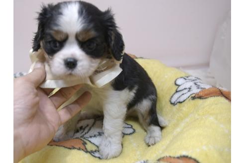 成約済の埼玉県のキャバリアキングチャールズスパニエル-82733の8枚目