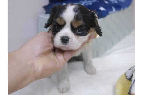 成約済の埼玉県のキャバリアキングチャールズスパニエル-82733の7枚目