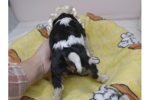 成約済の埼玉県のキャバリアキングチャールズスパニエル-82733の6枚目