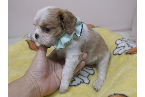 成約済の埼玉県のキャバリアキングチャールズスパニエル-82735の8枚目
