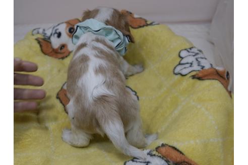 成約済の埼玉県のキャバリアキングチャールズスパニエル-82735の6枚目