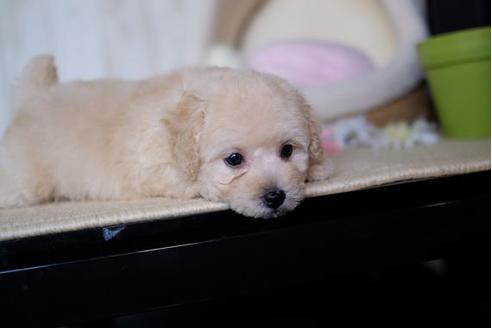 成約済の滋賀県のトイプードル-82398の1枚目