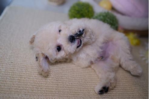 成約済の滋賀県のトイプードル-82398の5枚目