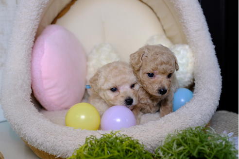 成約済の滋賀県のトイプードル-82398の4枚目