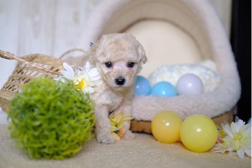 成約済の滋賀県のトイプードル-82398の3枚目