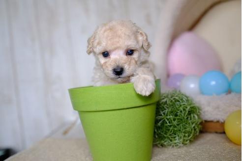 成約済の滋賀県のトイプードル-82398の2枚目