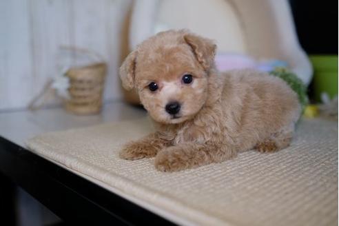 成約済の滋賀県のトイプードル-82399の1枚目