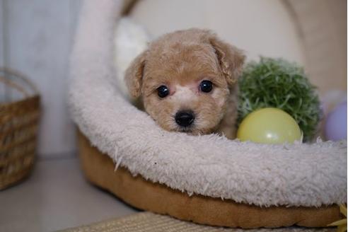 成約済の滋賀県のトイプードル-82399の5枚目