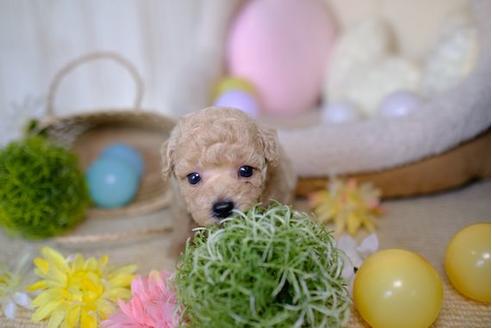 成約済の滋賀県のトイプードル-82399の3枚目