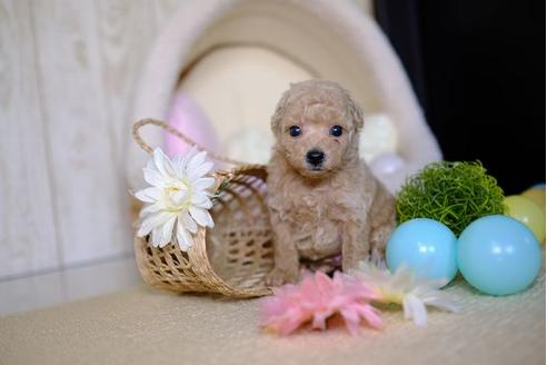 成約済の滋賀県のトイプードル-82399の2枚目