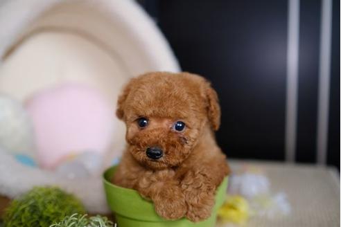 成約済の滋賀県のトイプードル-82403の1枚目