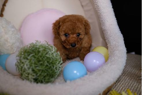 成約済の滋賀県のトイプードル-82403の4枚目