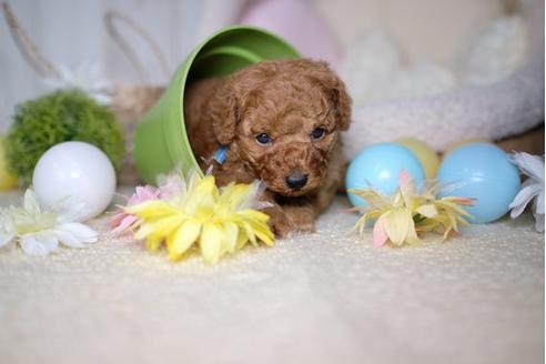 成約済の滋賀県のトイプードル-82403の3枚目