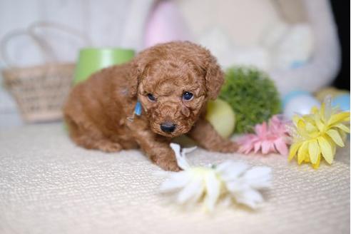 成約済の滋賀県のトイプードル-82403の2枚目