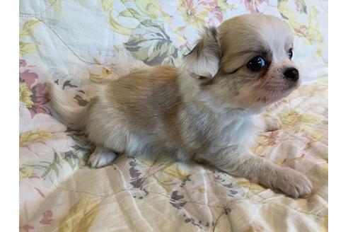 成約済の京都府のチワワ(ロングコート)-83575