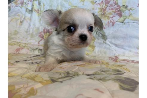 成約済の京都府のチワワ(ロングコート)-83575の5枚目