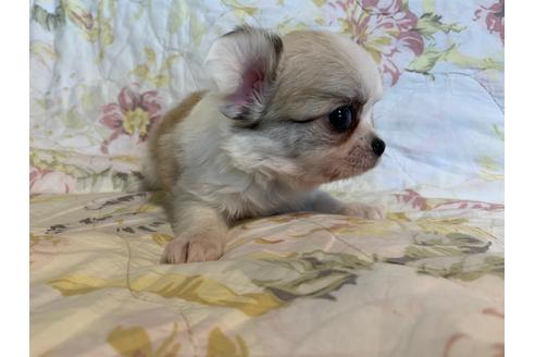 成約済の京都府のチワワ(ロングコート)-83575の4枚目