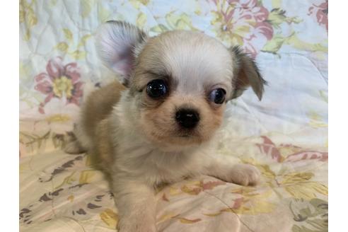 成約済の京都府のチワワ(ロングコート)-83575の3枚目