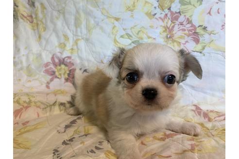 成約済の京都府のチワワ(ロングコート)-83575の2枚目