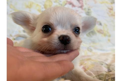 成約済の京都府のチワワ(ロングコート)-83576の1枚目