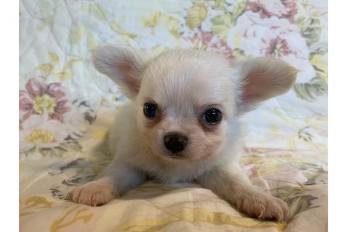 成約済の京都府のチワワ(ロングコート)-83576の5枚目