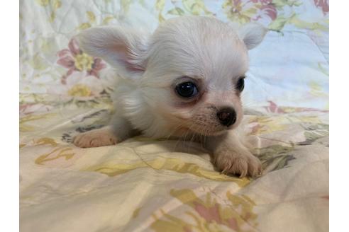 成約済の京都府のチワワ(ロングコート)-83576の4枚目