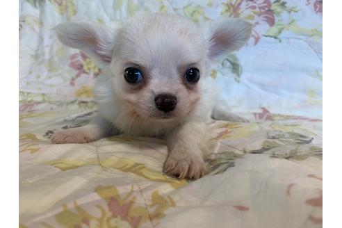 成約済の京都府のチワワ(ロングコート)-83576の3枚目