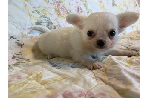 成約済の京都府のチワワ(ロングコート)-83576の2枚目