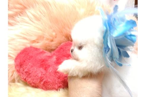 成約済の愛知県のポメラニアン-83601の2枚目