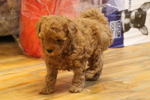 成約済の愛知県のトイプードル-81613の3枚目