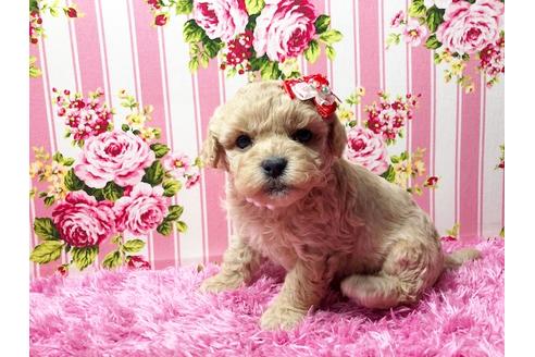成約済の秋田県のミックス犬-83613の1枚目